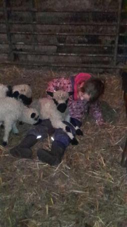 Image 2 of Sheep and lambs for sale