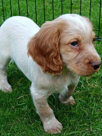 Image 5 of READY NOW KC WORKING COCKER SPANEL PUPPIES FOR SALE