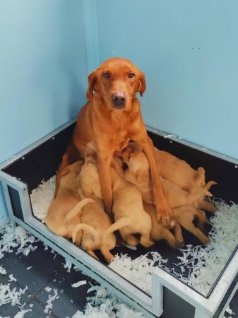 Image 7 of Kc Reg Fox Red Labrador Puppies From Health Tested Parents