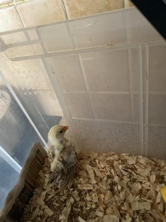 Image 1 of Serama chick for sale 3 weeks old