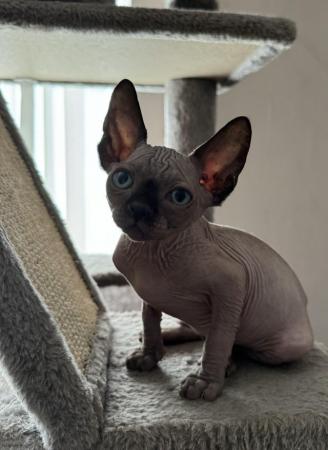 Image 18 of 2 sphynx kittens ready now for loving homes
