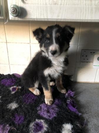 Image 4 of Energetic Welsh border collie puppies for sale