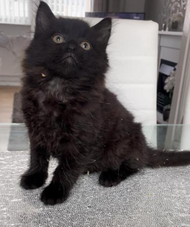 Image 1 of 1 female left , black kittens for sale