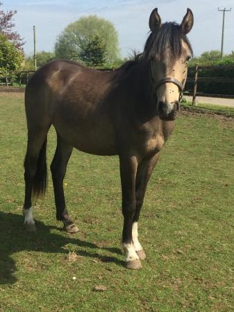 Image 1 of Sports horse 2yr old filly