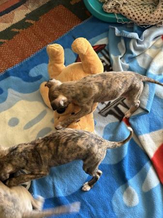 Image 22 of Fabulous Whippet Puppies ready soon ... 2 left !