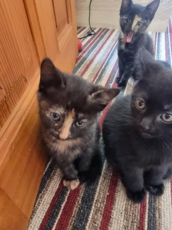 Image 6 of Three kittens for sale 2 girls and 1 boy