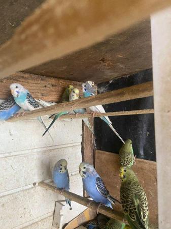 Image 8 of Baby budgies for sale please message