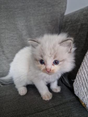 Image 2 of *2 Ragdoll Kittens Left* Can Deliver North East