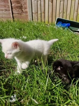 Image 3 of 9 week old kittens ready to good home