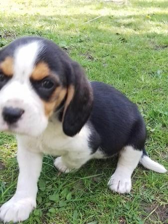 Image 5 of Beautiful beagle puppies