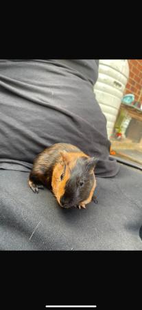 Image 2 of Male baby guinea pigs…..