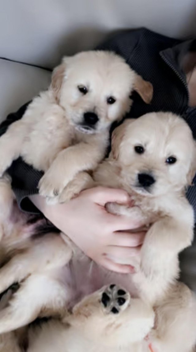 Preview of the first image of *Ready now* Golden retriever puppies *.
