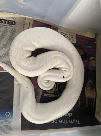 Image 2 of Royal python collection and snake racks ball python
