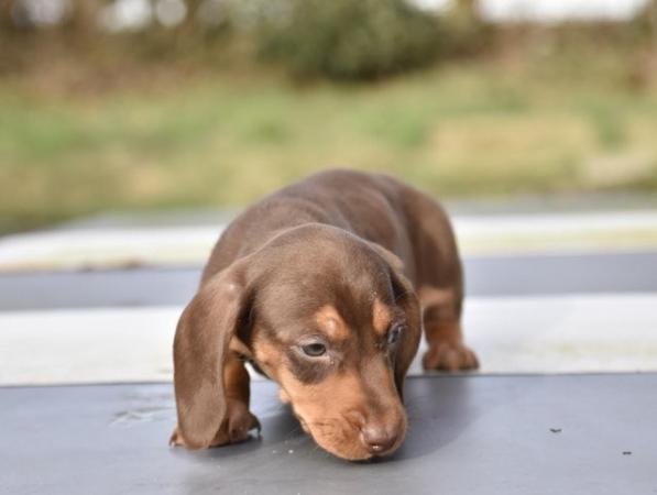 Adorable dachshund puppies looking new home for sale in Tarleton, Lancashire - Image 4