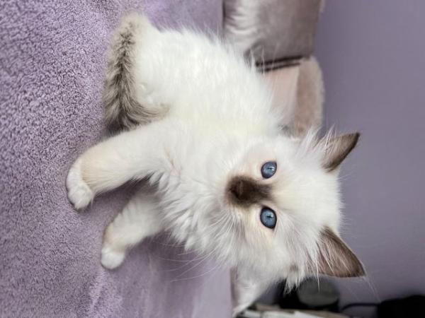Image 6 of Rare Chocolate Mitted Pure Ragdoll male boy kitten Ready