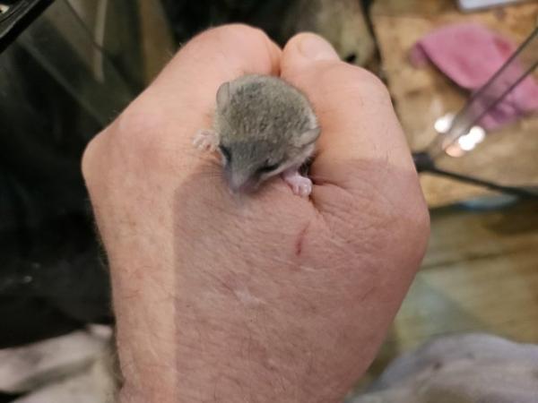 Image 9 of Baby African dormice for sale..