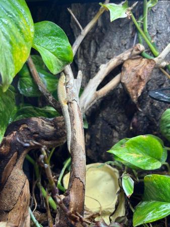 Image 5 of Male chameleon gecko Eurodactylodes agricolae