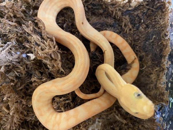Image 3 of Baby Amazon tree boas11 baby’s all eating well  3,5,6 sold