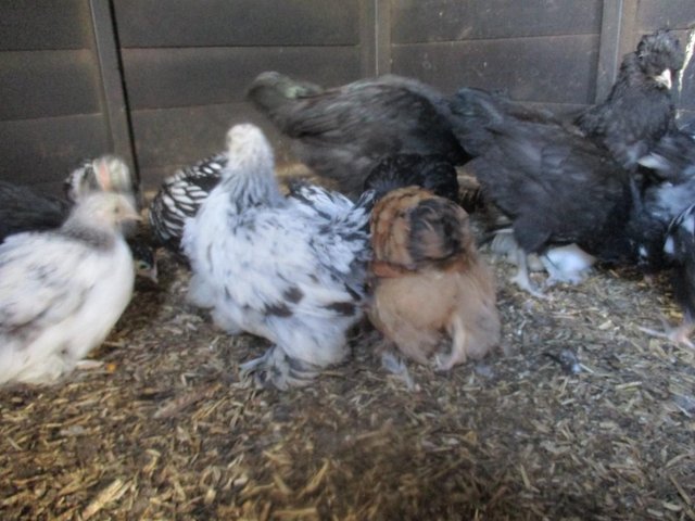 Preview of the first image of Pekin and Bantam  Wyandotte  Grower cockerels available..