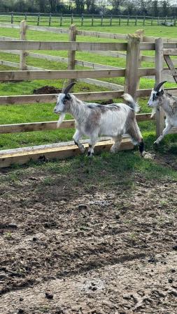 Image 2 of 3 year old friendly male wethered Pygmy goats