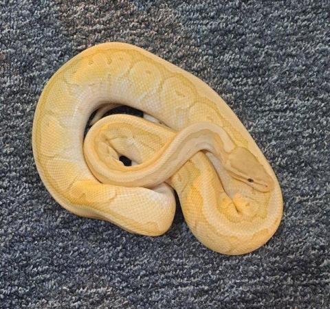 Image 2 of Royal python collection - REDUCED PRICES