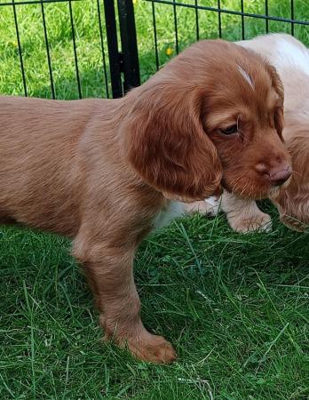 Image 3 of READY NOW KC WORKING COCKER SPANEL PUPPIES FOR SALE