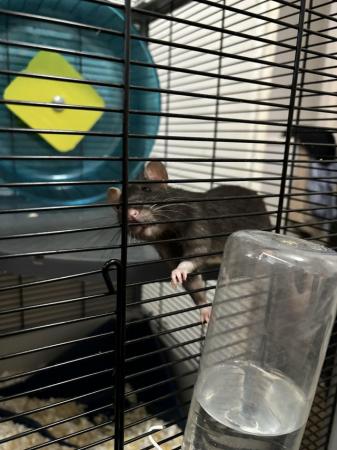 Image 3 of Two female rats looking for a new home