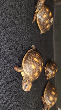Image 3 of REDFOOT TORTOISE BABIES FOR SALE