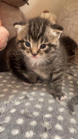 Image 1 of 3 kittens available nowdeposit secures
