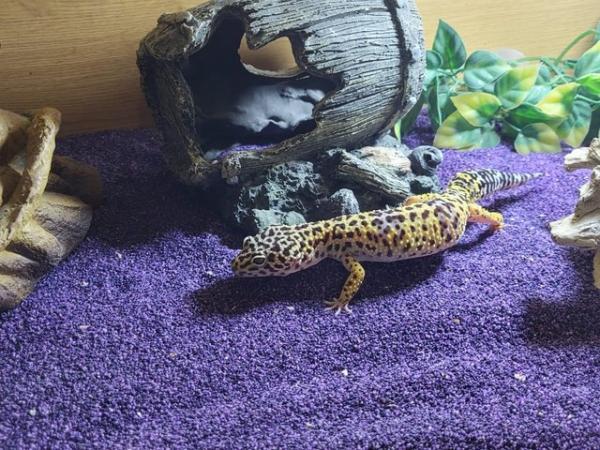 Image 5 of Leopard gecko and the full set up