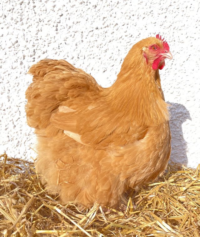 Preview of the first image of Exhibition Quality Buff Orpington Hatching Eggs x 6.