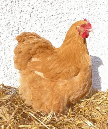 Image 1 of Exhibition Quality Buff Orpington Hatching Eggs x 6