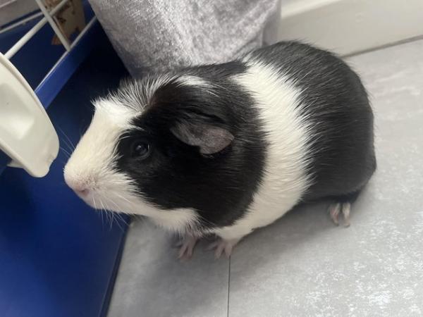 Image 4 of Meet ace. He’s a 4 month old guinea pig.