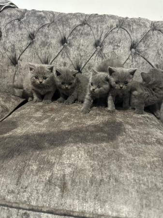 Image 2 of Outstanding British blue shorthair