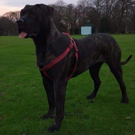 Image 3 of Presa canario needs new home no time wasters