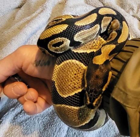 Image 3 of Ball python (4ft) 11 months old