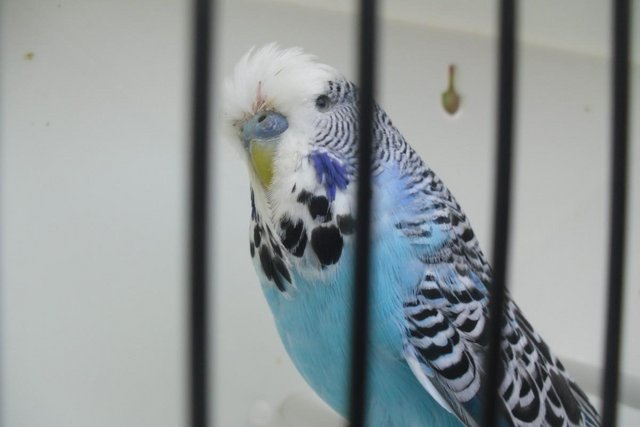 Image 5 of Exhibition Type Budgies Adult Males