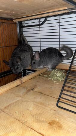 Image 6 of Female chinchillas ready for new home