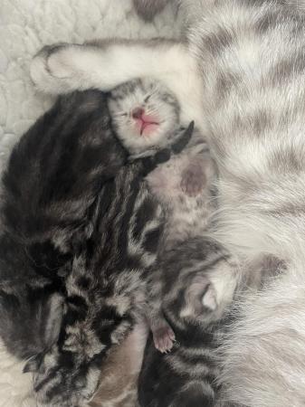 Image 6 of Superb GCCF registered BSH kittens