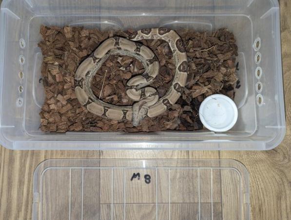 Image 8 of Baby Boas - tame and beautiful