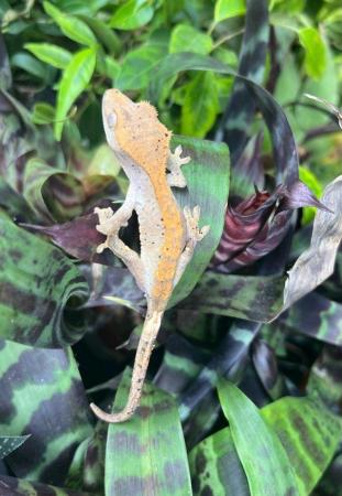 Image 7 of Crested Geckos At The Marp Centre June