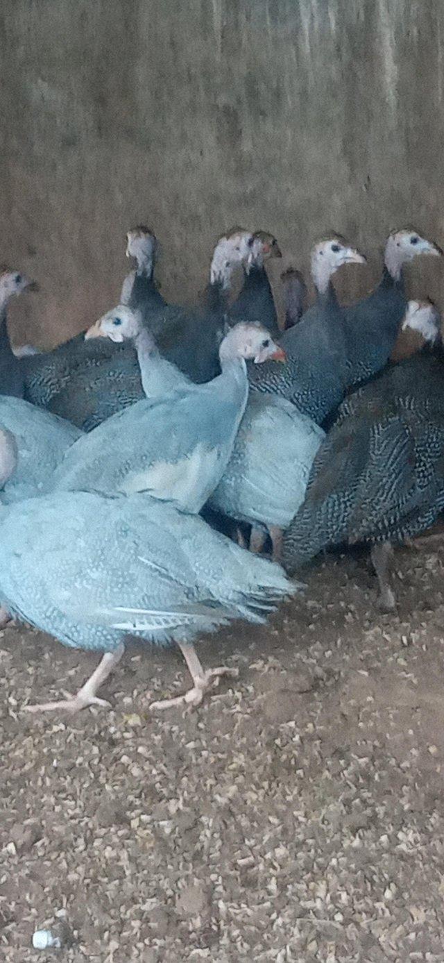 Preview of the first image of Guinea fowl keats in various colours.