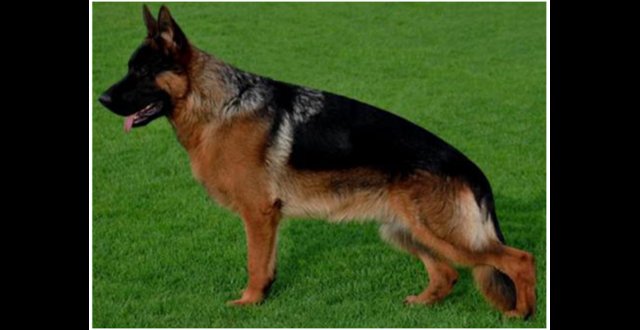Image 3 of 5* KC REG German Shepherd puppies