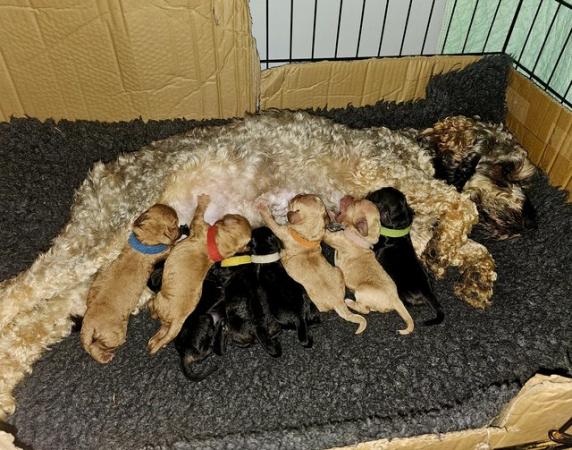 Image 7 of Exceptional quality litter of cockapoo puppies