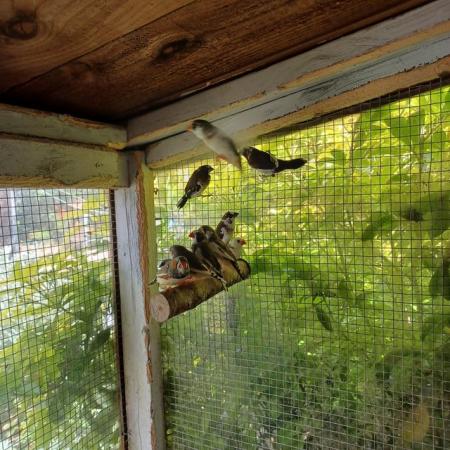 FOR SALE... DIAMOND DOVES ALSO FINCHES For Sale in Leicester