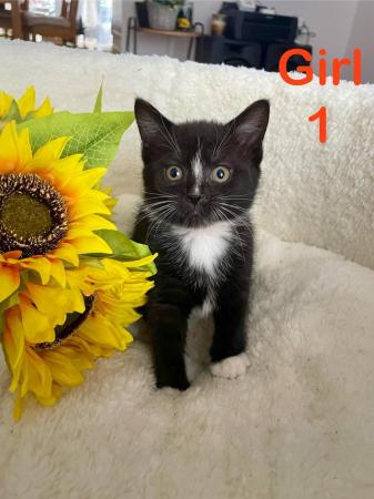 Image 10 of Kittens Looking for a Lovely Family