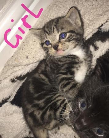 Image 5 of Beautiful kittens for sale