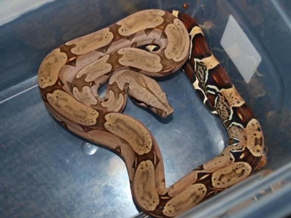 Image 7 of Suriname BCC (True red tailed boa constrictor)