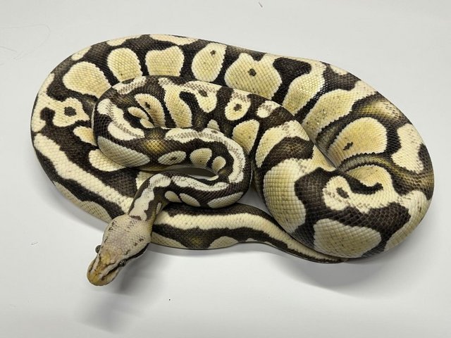 Preview of the first image of Ball Python Adult Females.