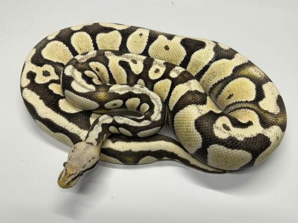 Image 1 of Ball Python Adult Females